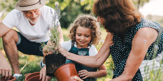 Organización Sucesoria